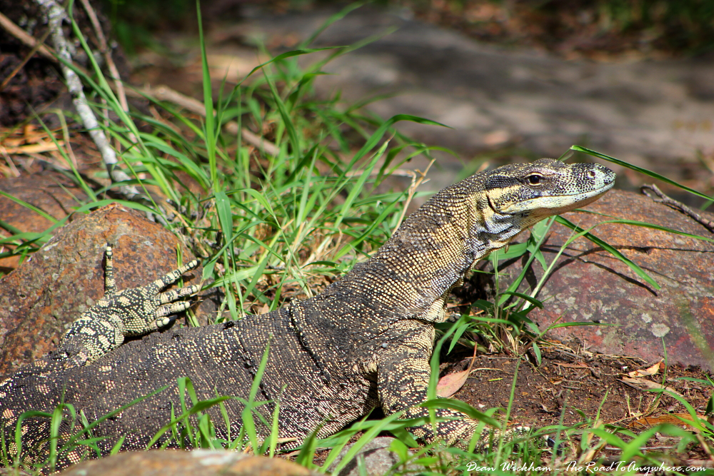 Goanna at Flanagan Reserve, Australia | Travel Photo | The Road to Anywhere