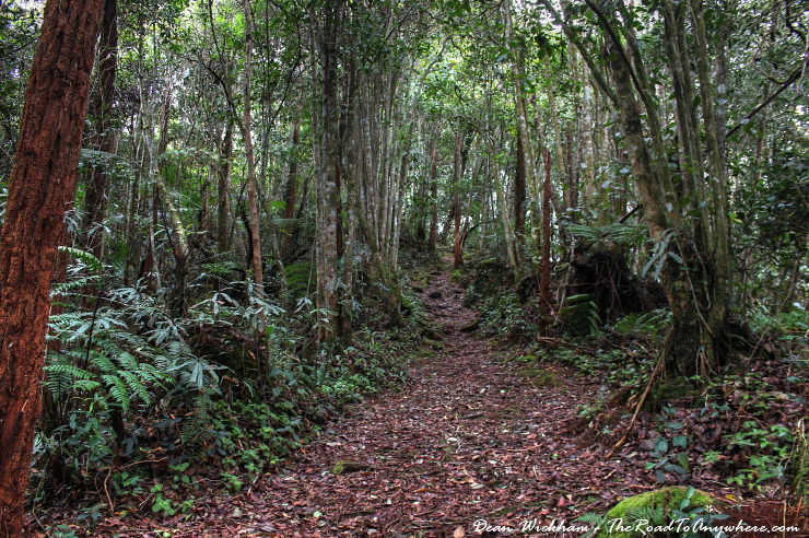 Hiking the Rainforest Trails of the Cameron Highlands, Malaysia | The ...